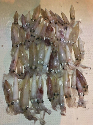 泉南イカメタルゲーム