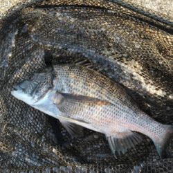 前日リベンジ 短時間釣行