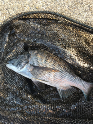 前日リベンジ 短時間釣行