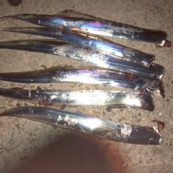 人工島でライトショアとワインド