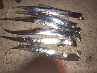 人工島でライトショアとワインド