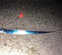 タチウオ開幕？