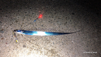 タチウオ開幕？