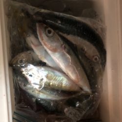 まだまだサバ多し