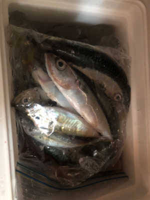 まだまだサバ多し