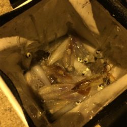 イカパラダイス