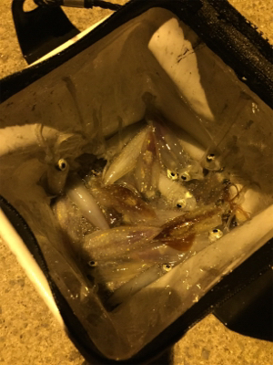 イカパラダイス