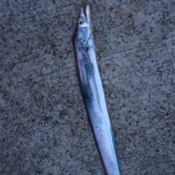 アタリはあるけど