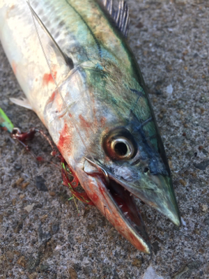 サゴシと太刀魚まわってきたぞー♪