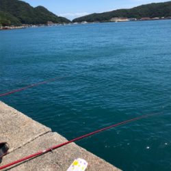 鯵を食べたかっただけなんです