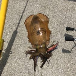 夏烏賊ゲット❗️