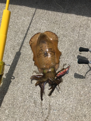 夏烏賊ゲット❗️…