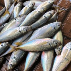 サバをアジと呼ぶ男