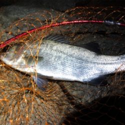 初のヒラスズキ