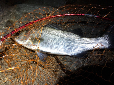 初のヒラスズキ