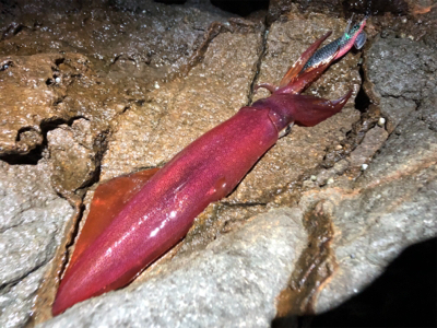 ショアからケンサキイカ