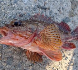 ガシリングからの牙