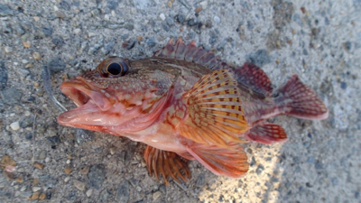 ガシリングからの牙