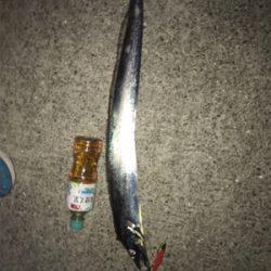 指4本 正真正銘のタチウオ