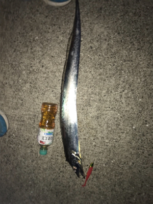 指4本 正真正銘のタチウオ