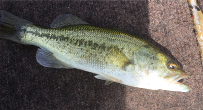 ８月１８日の河口湖バス釣り