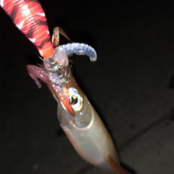 今日の、ケンサキパターン