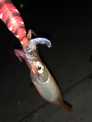 今日の、ケンサキパターン