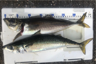 大津にてボート