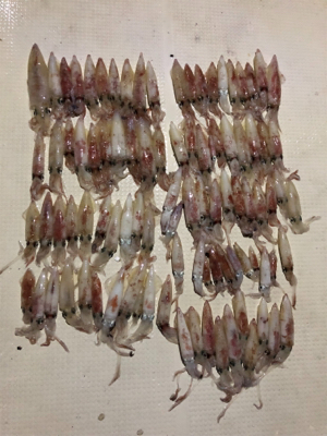 大阪湾 イカメタル ゲーム 大阪湾 オーシ…