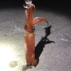 やっと1杯σ(^_^;)