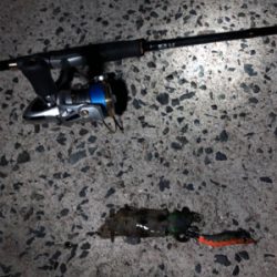 まだまだ小さいです