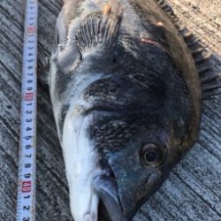 エギングロッドでメタルマル投げたら