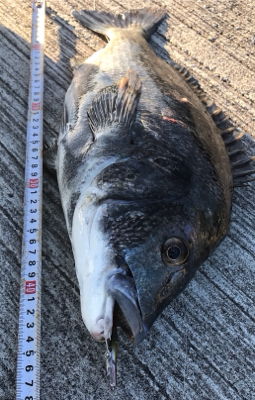 エギングロッドでメタルマル投げたら