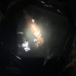 ケンサキエギング