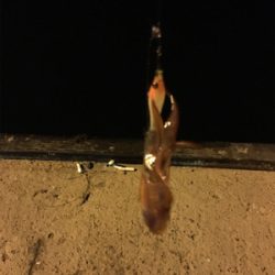 初ケンサキエギング