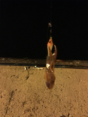 初ケンサキエギング