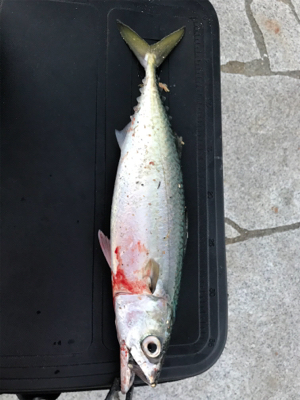 初めての淡路島