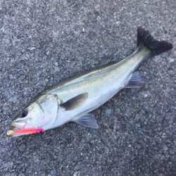 テクトラシーバス