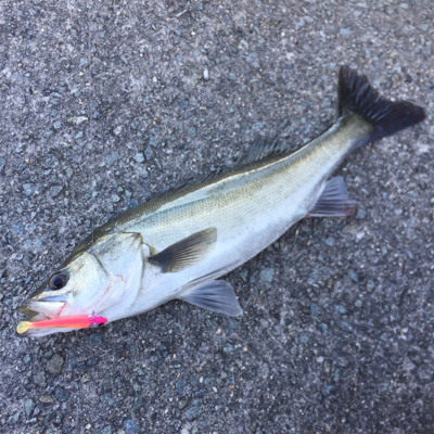 テクトラシーバス