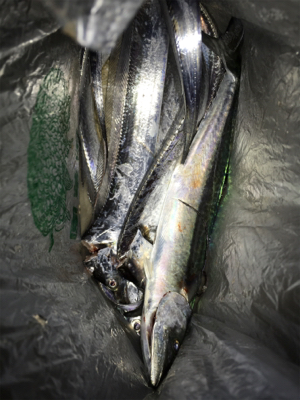 小さい、、、初物！！！