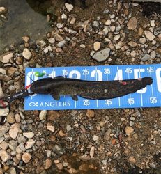 夕まづめナマズ釣り