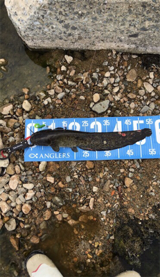 夕まづめナマズ釣り