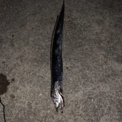 垂水漁港でジギング大爆釣！