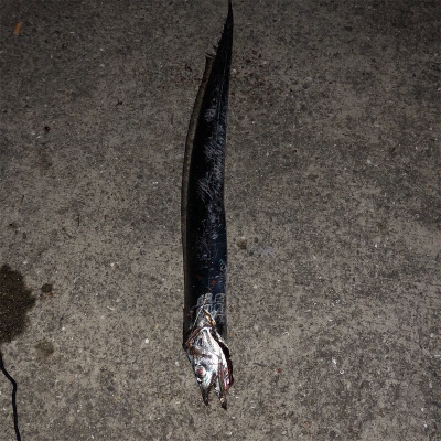 垂水漁港でジギング大爆釣！