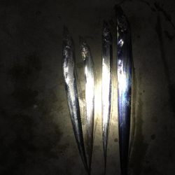 雑賀崎マジック