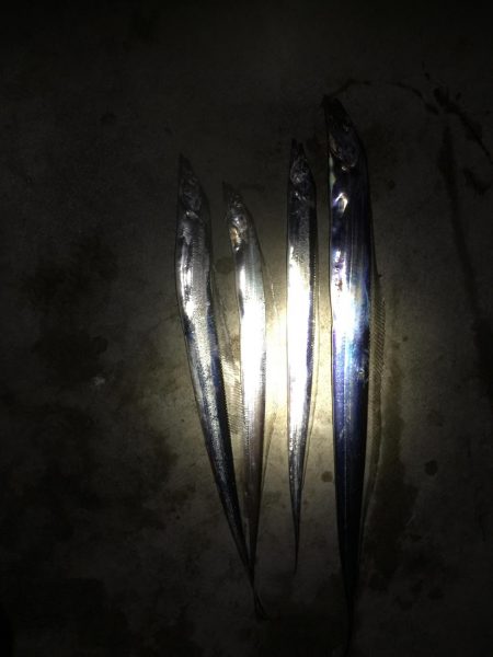 雑賀崎マジック