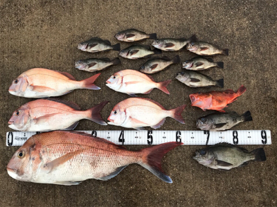 鯛ラバ  メバル