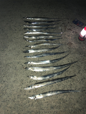 タチウオ爆釣！