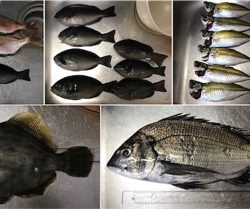 有網代港フカセ釣り釣果