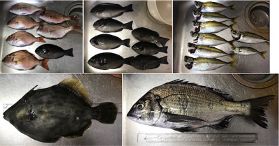 有網代港フカセ釣り釣果